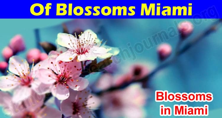 Latest News Of Blossoms Miami